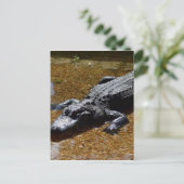Carte Postale Crocodile (Debout devant)