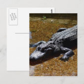 Carte Postale Crocodile (Devant / Derrière)