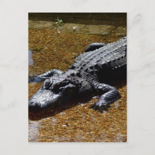 Carte Postale Crocodile