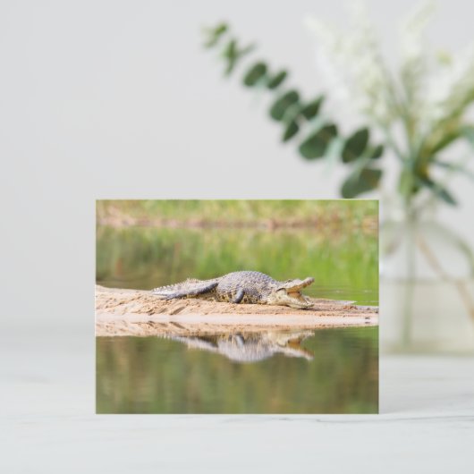 Carte Postale Crocodile (Debout devant)