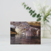 Carte Postale crocodile, A U S T R A L I A (Debout devant)