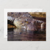 Carte Postale crocodile, A U S T R A L I A (Devant / Derrière)
