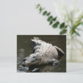 Carte Postale Crocodile américain (Crocodylus acutus) (Debout devant)