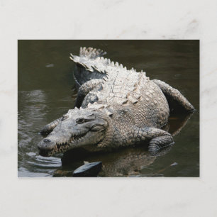 Carte Postale Crocodile américain (Crocodylus acutus)