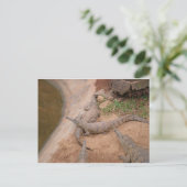 Carte Postale Crocodile australien d'eau douce (Debout devant)