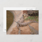 Carte Postale Crocodile australien d'eau douce (Devant / Derrière)