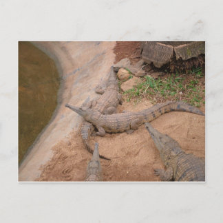 Carte Postale Crocodile australien d'eau douce