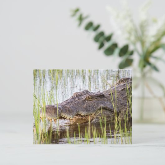 Carte Postale Crocodile d'Afrique (Debout devant)