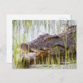 Carte Postale Crocodile d'Afrique (Devant / Derrière)