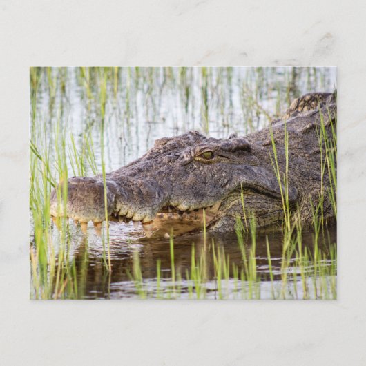 Carte Postale Crocodile d'Afrique (Devant)