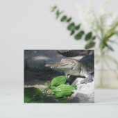 Carte Postale Crocodile d'eau douce (Debout devant)