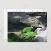 Carte Postale Crocodile d'eau douce (Devant / Derrière)