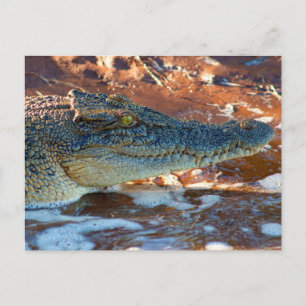 Carte Postale Crocodile d'eau salée