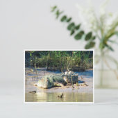 Carte Postale crocodile d'eau salée (Debout devant)