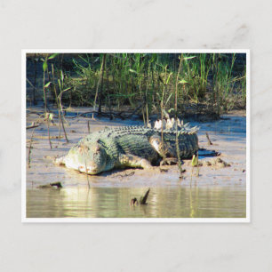 Carte Postale crocodile d'eau salée