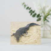 Carte Postale Crocodile d'eau salée (Crocodylus porosus) (Debout devant)