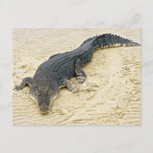 Carte Postale Crocodile d'eau salée (Crocodylus porosus)