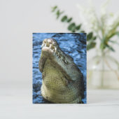 Carte Postale Crocodile Dents Eau (Debout devant)