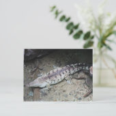 Carte Postale Crocodile d'Orinoco # 3 (Debout devant)