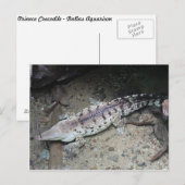 Carte Postale Crocodile d'Orinoco # 3 (Devant / Derrière)