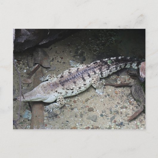 Carte Postale Crocodile d'Orinoco # 3 (Devant)