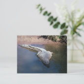 Carte Postale Crocodile du Nil (Debout devant)