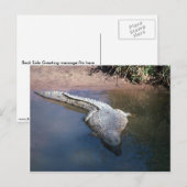 Carte Postale Crocodile du Nil (Devant / Derrière)