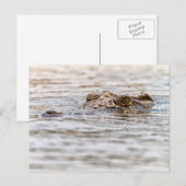 Carte Postale Crocodile du Nil (Devant / Derrière)
