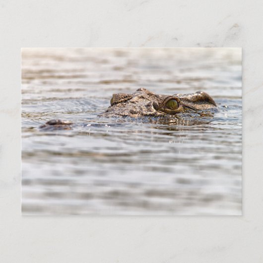 Carte Postale Crocodile du Nil (Devant)