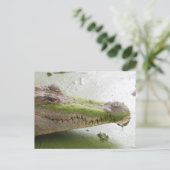 Carte Postale Crocodile du Nil (Debout devant)