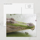 Carte Postale Crocodile du Nil (Devant / Derrière)