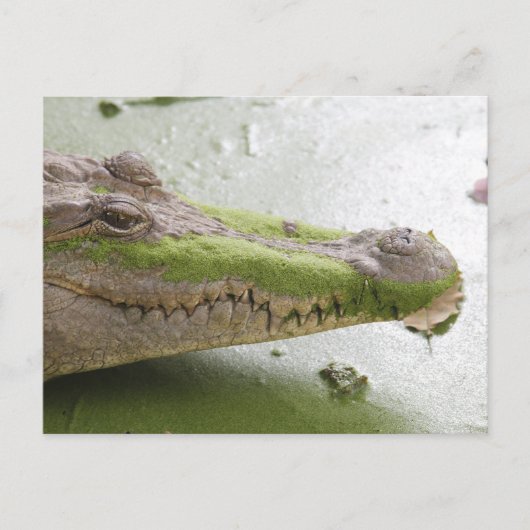Carte Postale Crocodile du Nil (Devant)