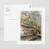 Carte Postale Crocodile du Nil (Devant / Derrière)