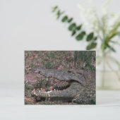 Carte Postale Crocodile du Nil (Debout devant)