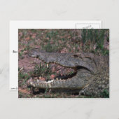 Carte Postale Crocodile du Nil (Devant / Derrière)