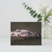 Carte Postale Crocodile du Nil (Debout devant)