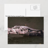 Carte Postale Crocodile du Nil (Devant / Derrière)