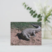Carte Postale Crocodile du Nil (Debout devant)