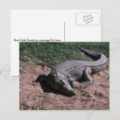Carte Postale Crocodile du Nil (Devant / Derrière)
