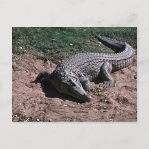 Carte Postale Crocodile du Nil