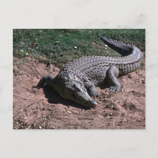 Carte Postale Crocodile du Nil (Devant)