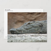 Carte Postale Crocodile du Nil (Devant / Derrière)