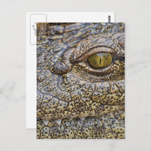 Carte Postale Crocodile du Nil d'Afrique (Devant / Derrière)