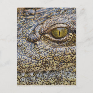 Carte Postale Crocodile du Nil d'Afrique