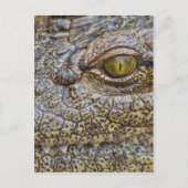 Carte Postale Crocodile du Nil d'Afrique (Devant)