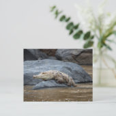 Carte Postale Crocodile du Nil sur un rocher (Debout devant)