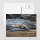 Carte Postale Crocodile du Nil sur un rocher (Devant / Derrière)