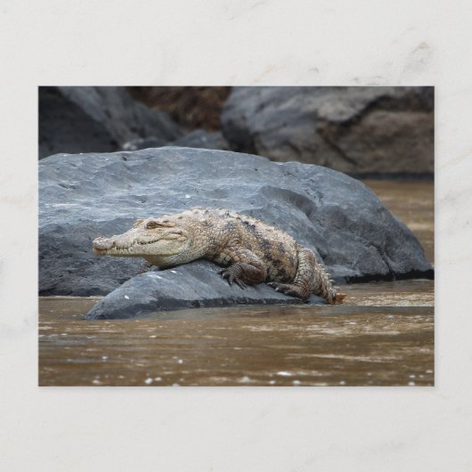 Carte Postale Crocodile du Nil sur un rocher (Devant)
