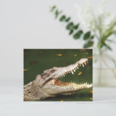 Carte Postale Crocodile et Caiman de Junglewalk.com (Debout devant)