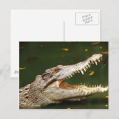 Carte Postale Crocodile et Caiman de Junglewalk.com (Devant / Derrière)